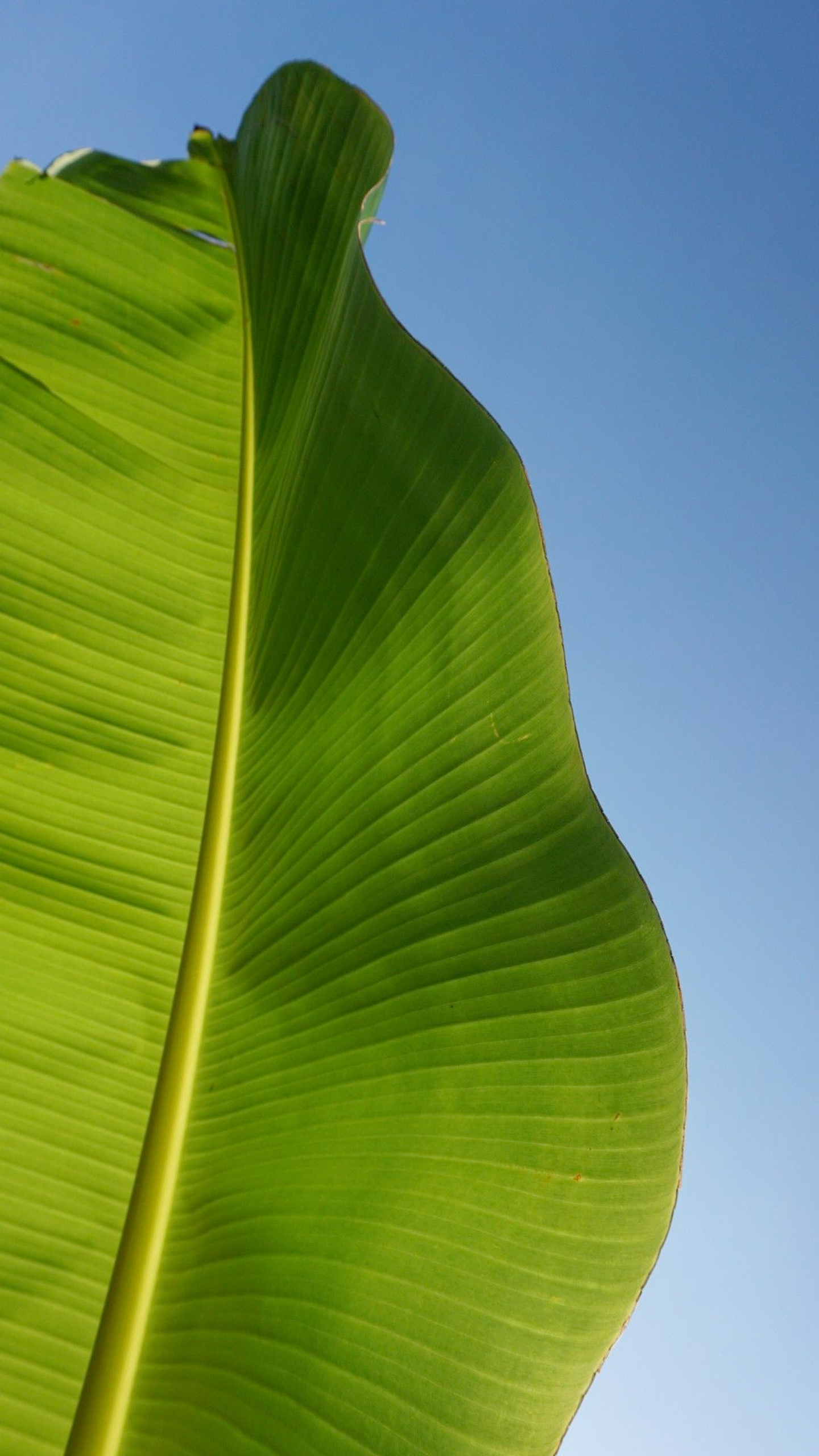 A vibrant green leaf stands tall against a brilliant blue sky.