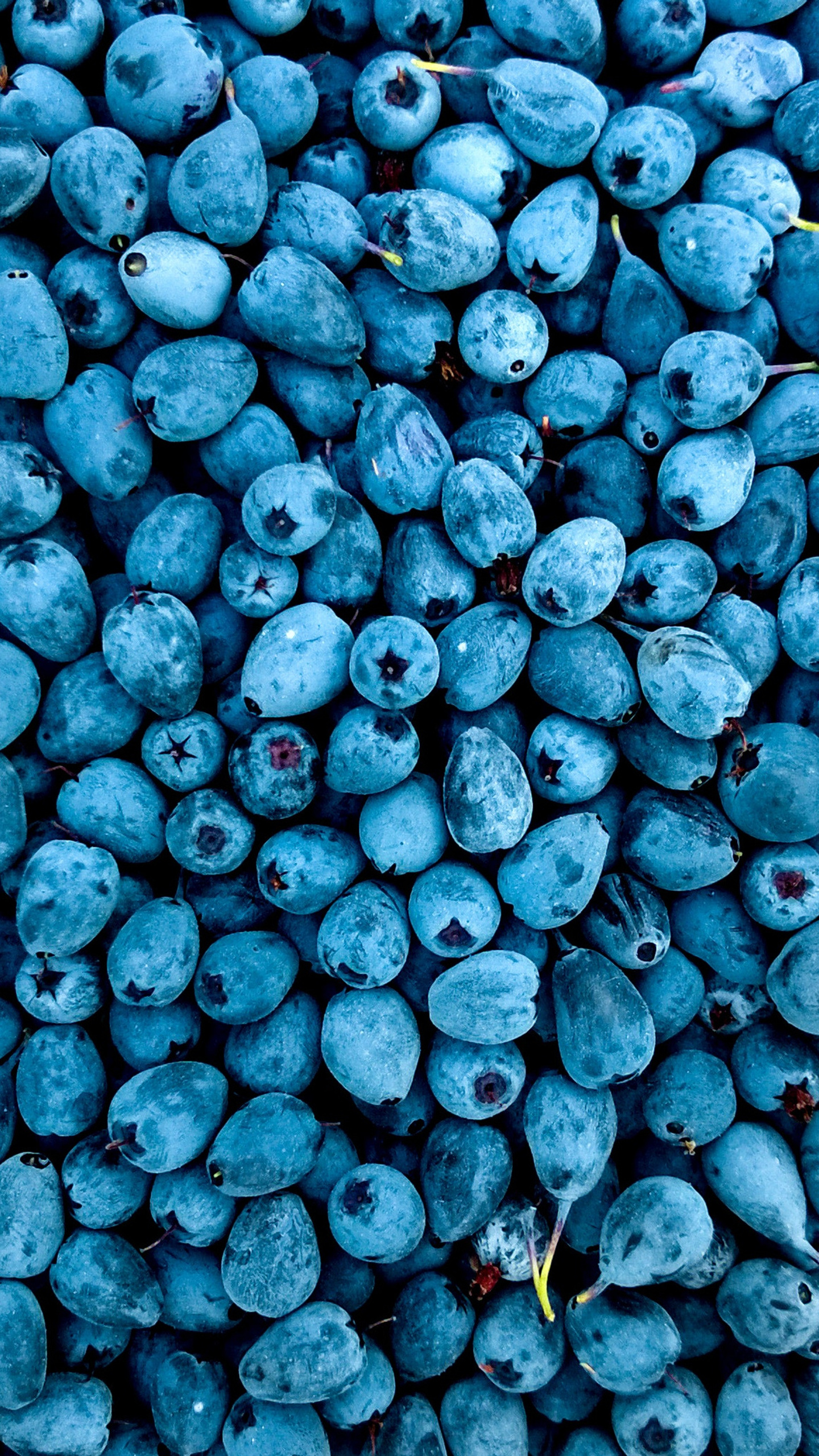 A vibrant blueberry harvest, with numerous berries densely packed together.
