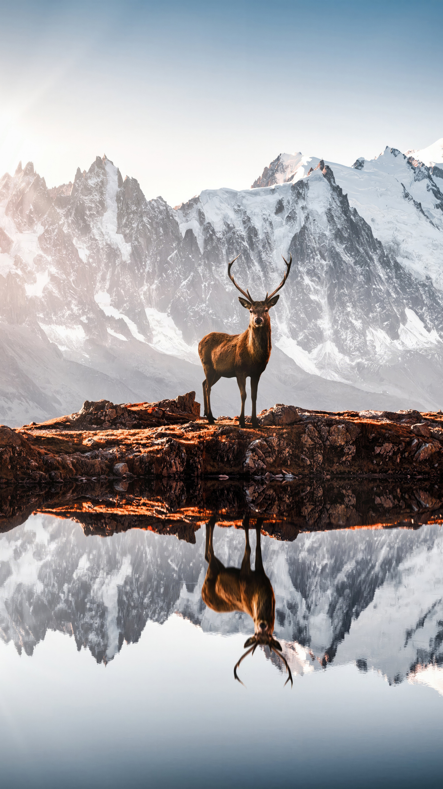 A majestic deer stands on a rocky outcropping, its reflection mirrored in the calm water below.