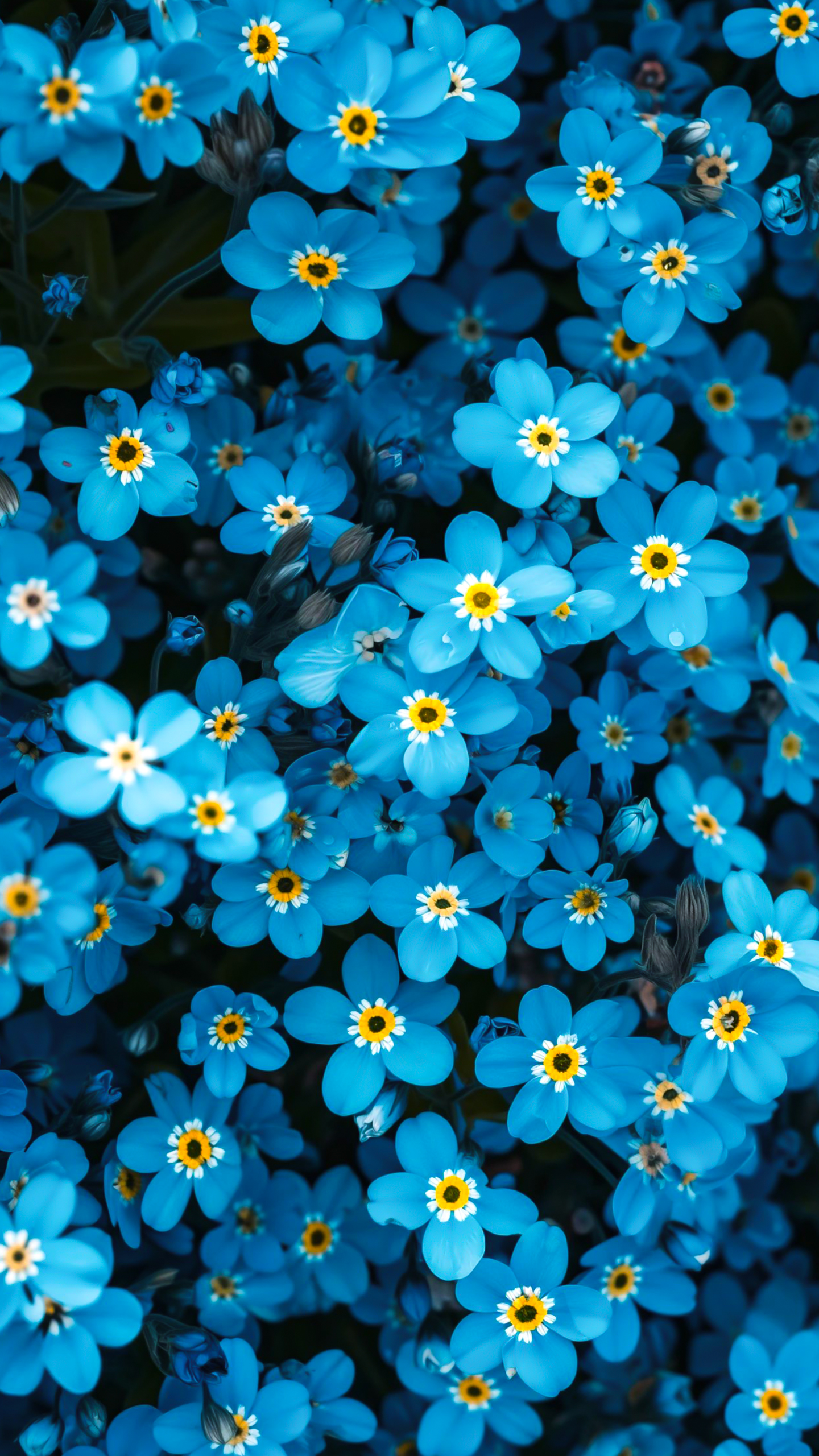 Vibrant blue flowers with yellow centers and white accents.
