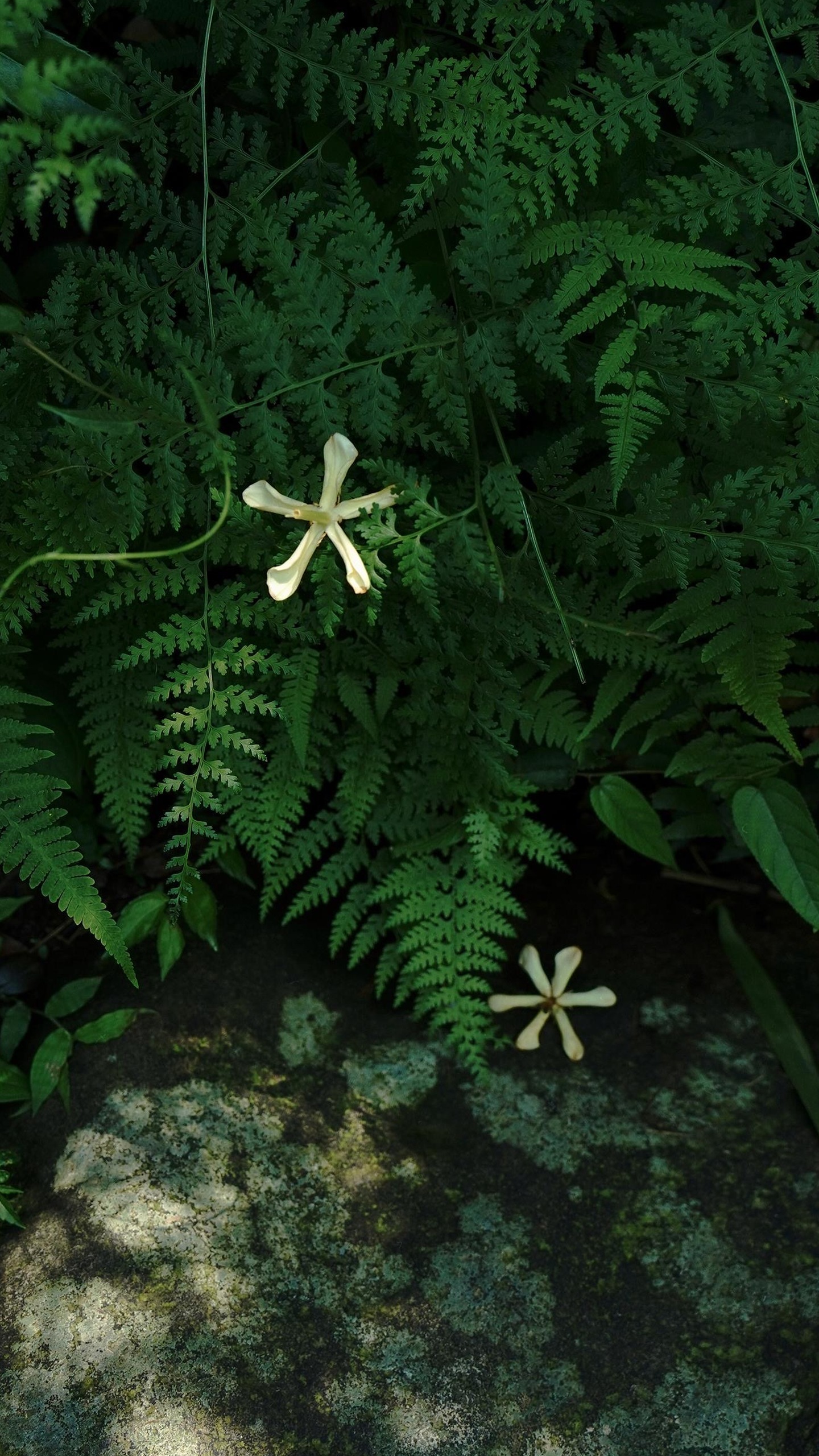 A delicate white flower lies on a bed of lush green ferns.