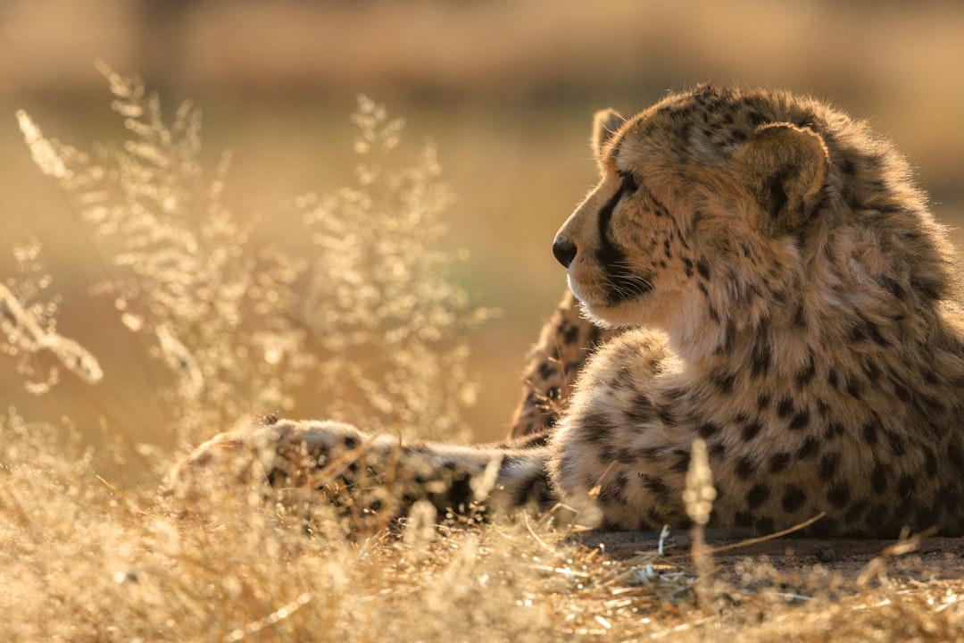 A cheetah lies in the grass, bathed in warm sunlight.