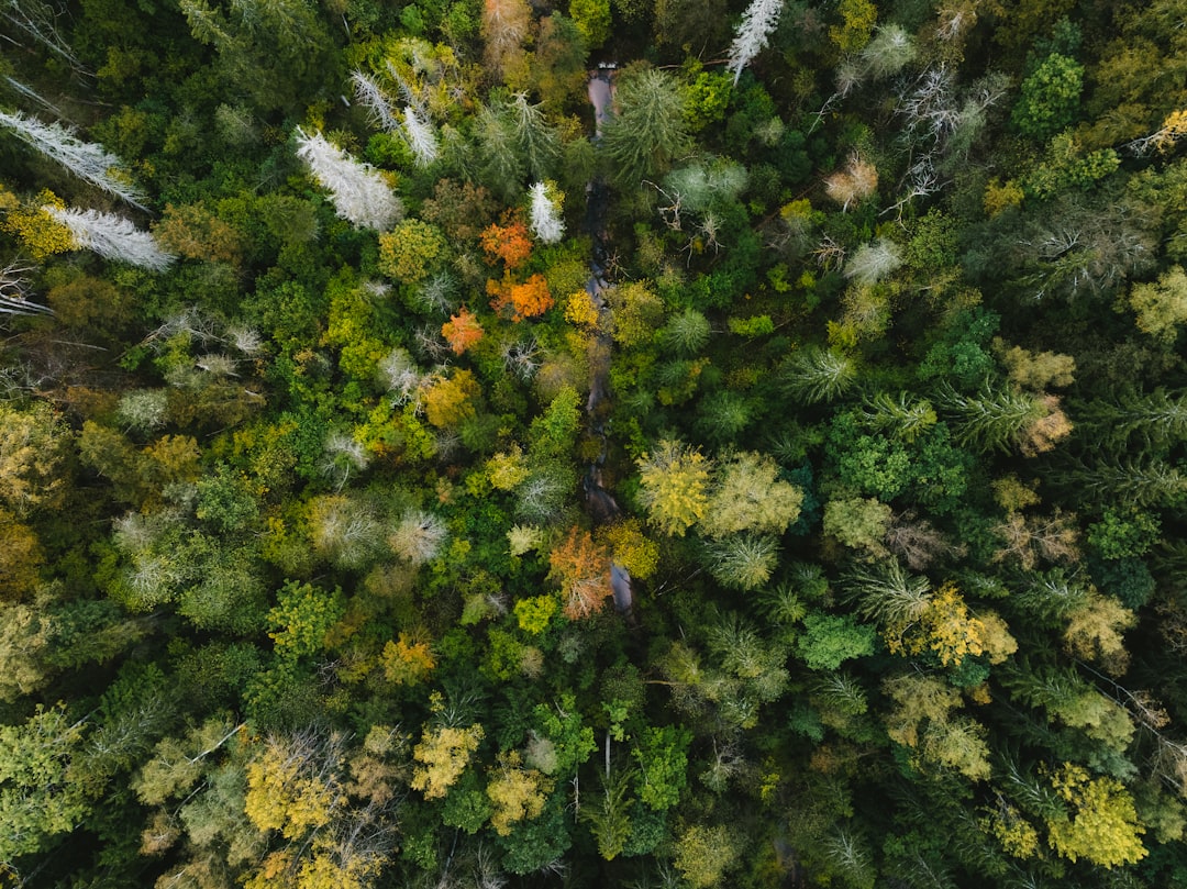 Aerial view of a forest with trees and a path.