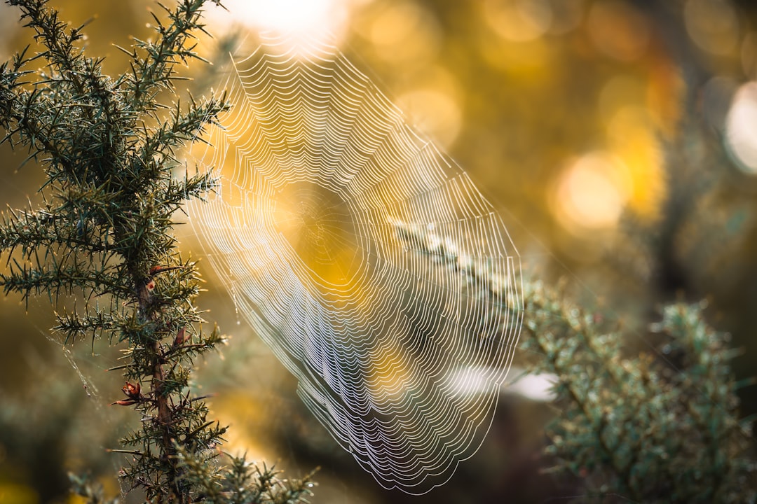A delicate spider web glistens in the sunlight, suspended between two branches.