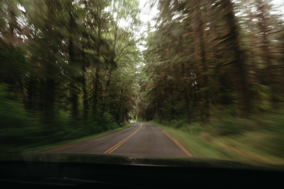 A road winds through a lush forest, lined with vibrant green trees and a grassy verge.