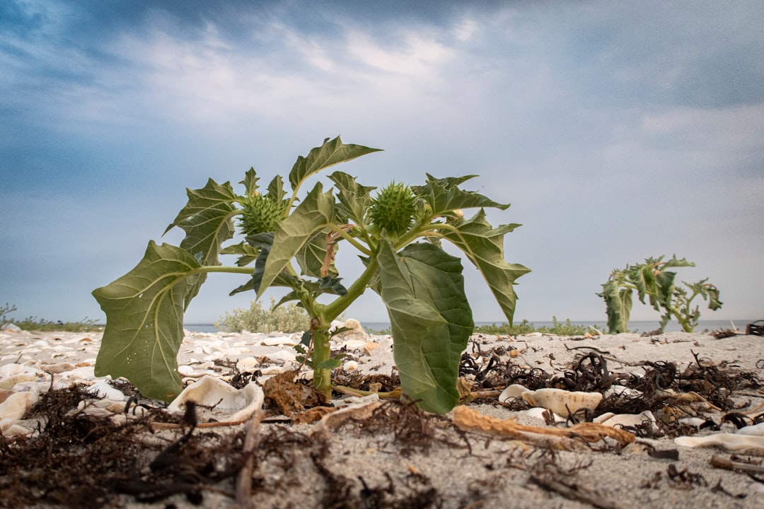 A plant with large green leaves stands on a beach, surrounded by shells and seaweed.