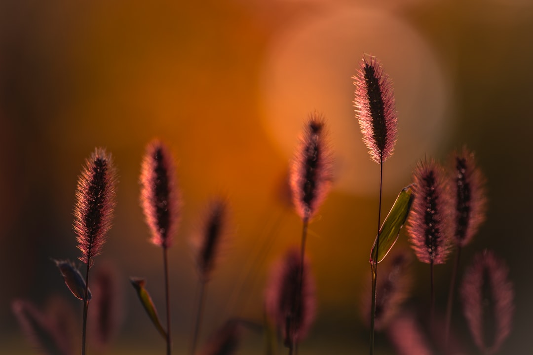 Golden wheat-like plants sway gently in the breeze.