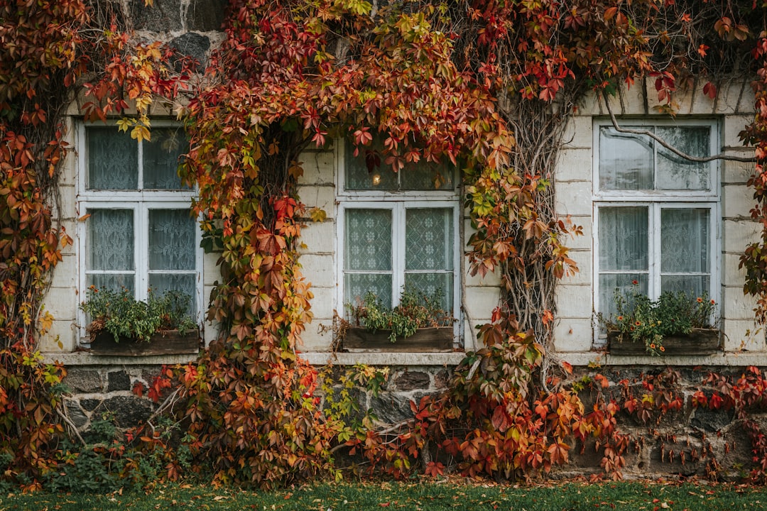 A stone house is enveloped by autumnal vines, showcasing a harmonious blend of natural beauty and architectural charm.