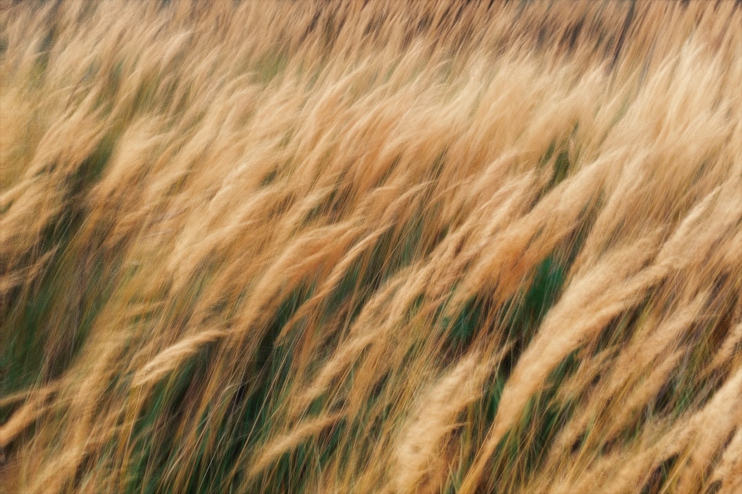 A field of tall, golden grass sways gently in the wind.