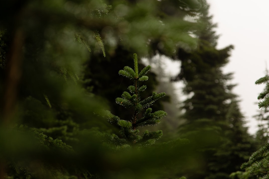 A small pine tree stands amidst a lush forest, its vibrant green needles glistening in the sunlight.