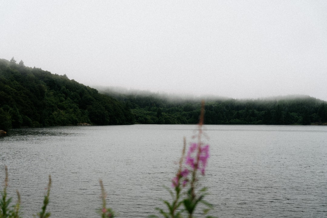 A serene lake scene unfolds, with a distant hillside shrouded in mist and a delicate pink flower blooming in the foreground.