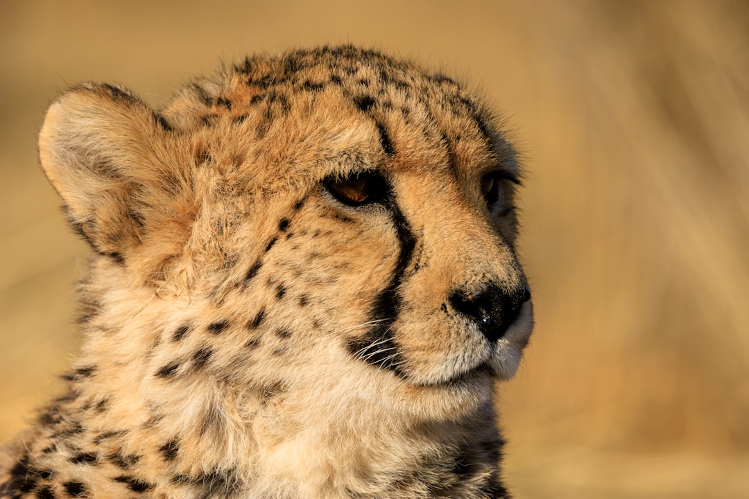 A cheetah's face is illuminated by sunlight, with its fur glistening in the warm light.