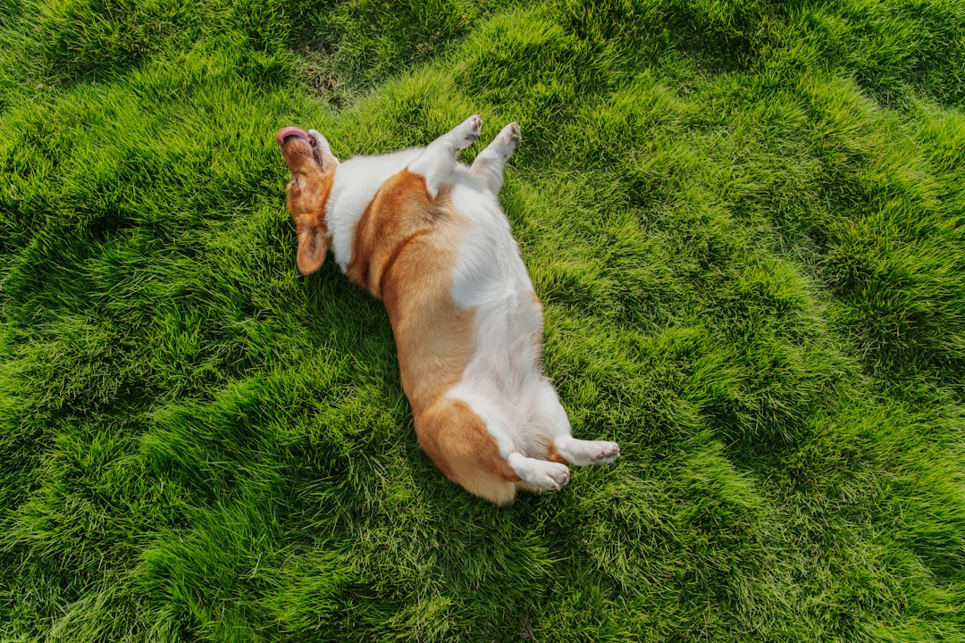 A playful dog lies on its back in a lush, green grassy field.