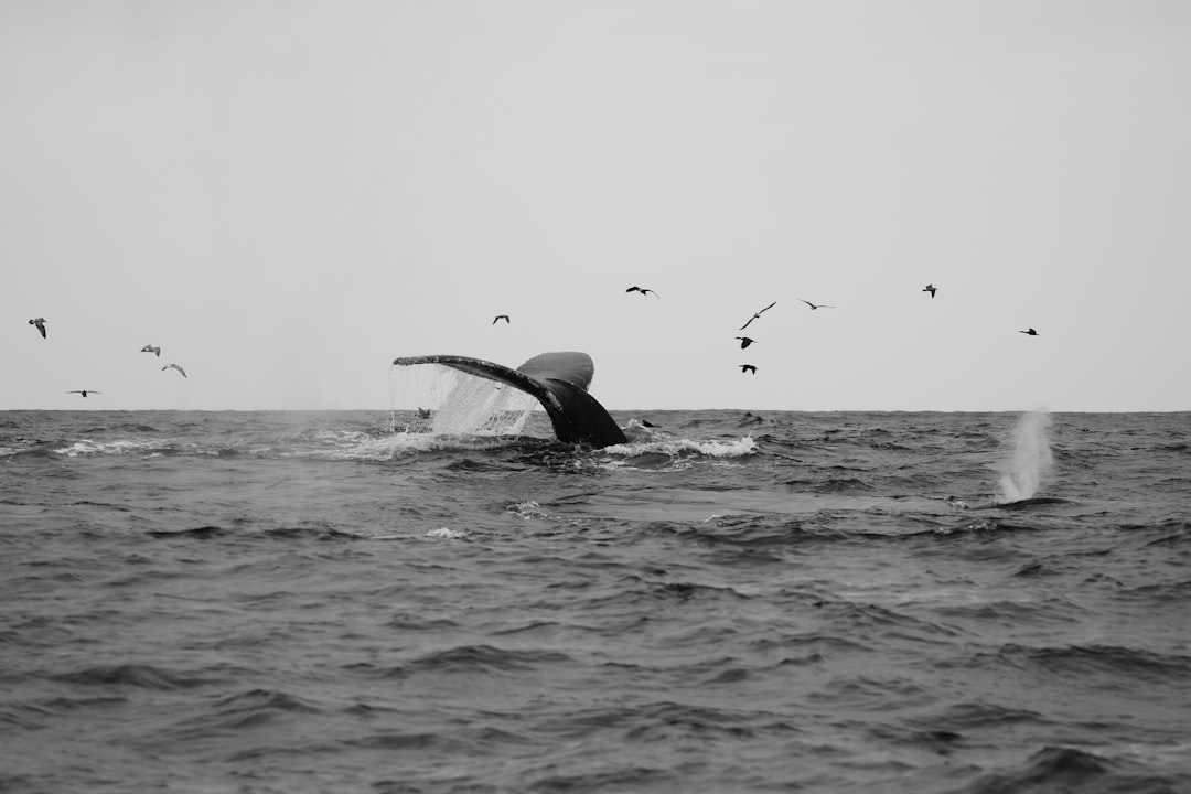 A majestic whale breaches the ocean's surface, its tail arcing upwards as birds soar overhead.
