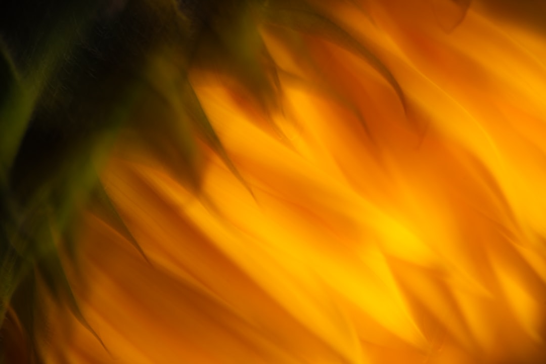 Sunlight filters through dark green leaves onto a vibrant orange background.