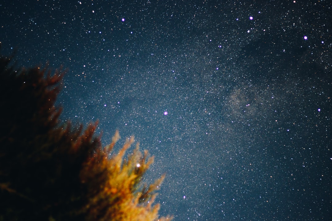 Golden leaves and a starry night sky.