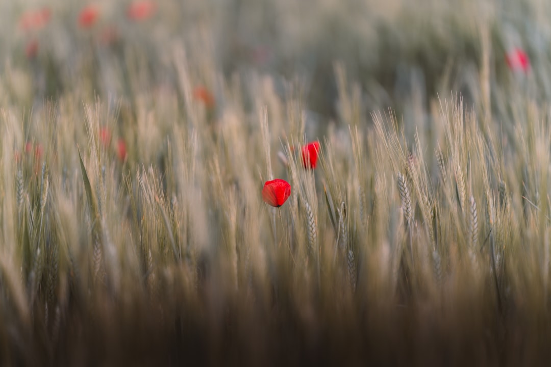 A field of tall grass sways gently in the wind, with two bright red flowers standing out against the backdrop.