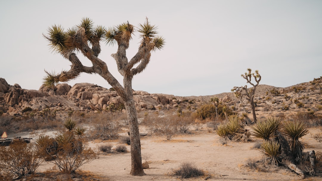 A Joshua tree stands tall in a desert landscape, surrounded by other trees and plants.