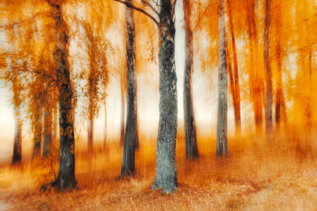 Autumn leaves rustle in a vibrant, sun-drenched forest.