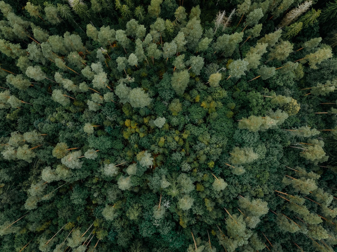 A dense, vibrant forest of trees stretches out, showcasing a kaleidoscope of green hues.