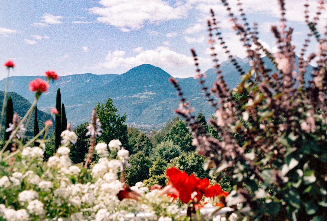 A vibrant garden blooms in the foreground, set against a majestic mountain range.