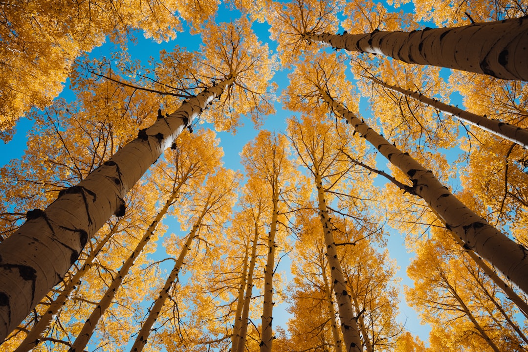 Golden leaves stretch towards a brilliant blue sky.