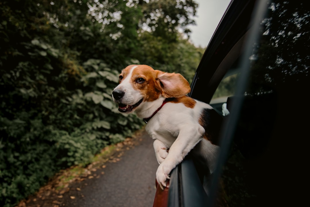 A dog with floppy ears sticks its head out the window of a car, gazing to the left.