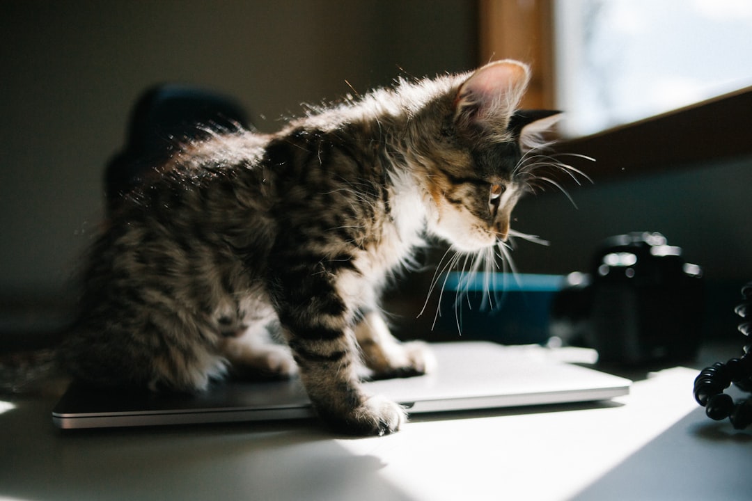 A long-haired cat stands on a laptop, its fur glistening in the sunlight.