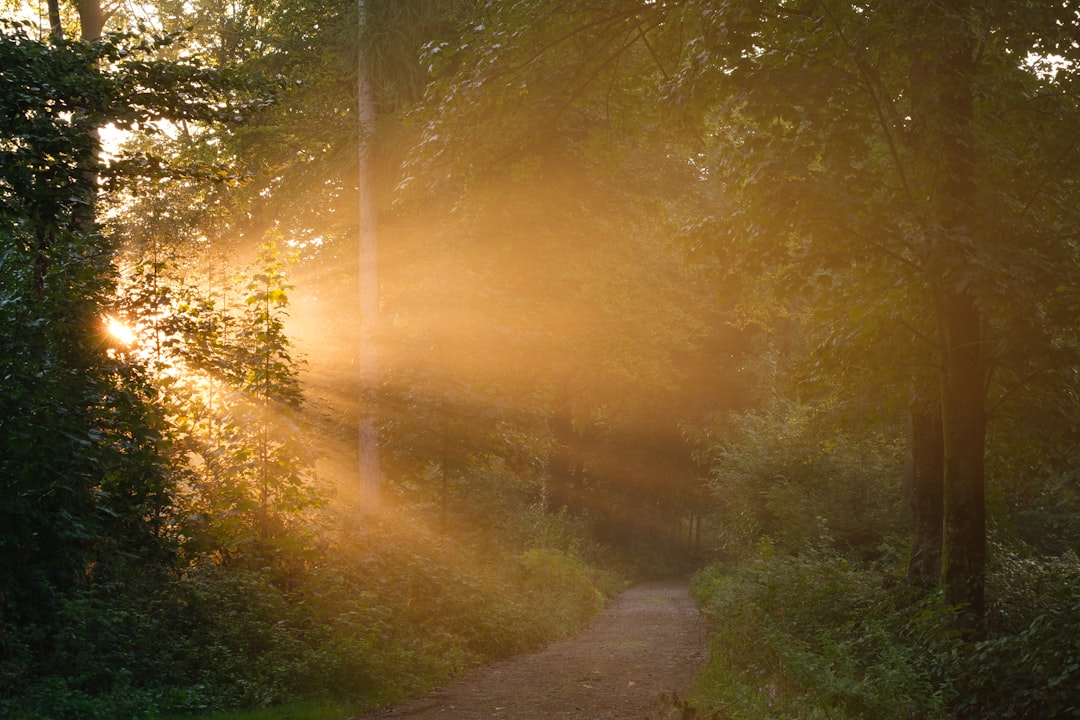 Sunlight filters through trees, casting a warm glow on the forest floor.