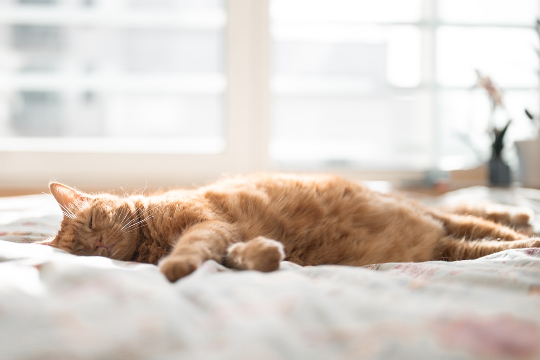 A golden cat sleeps peacefully on a bed, bathed in sunlight.