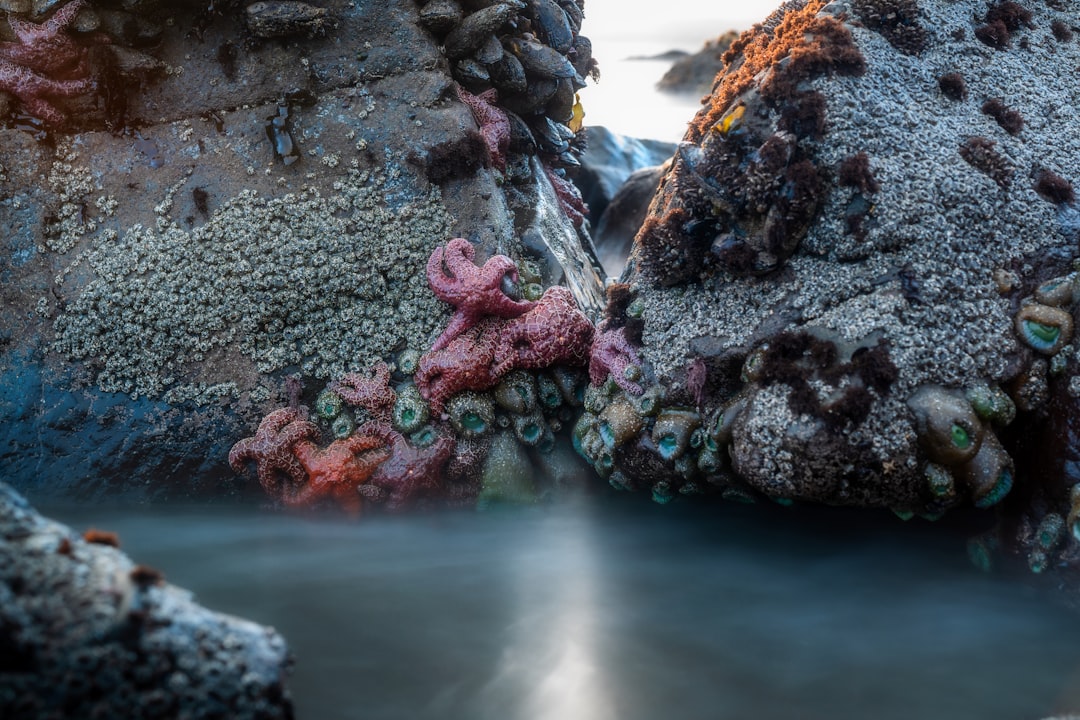 Rocky coastline with vibrant sea creatures.