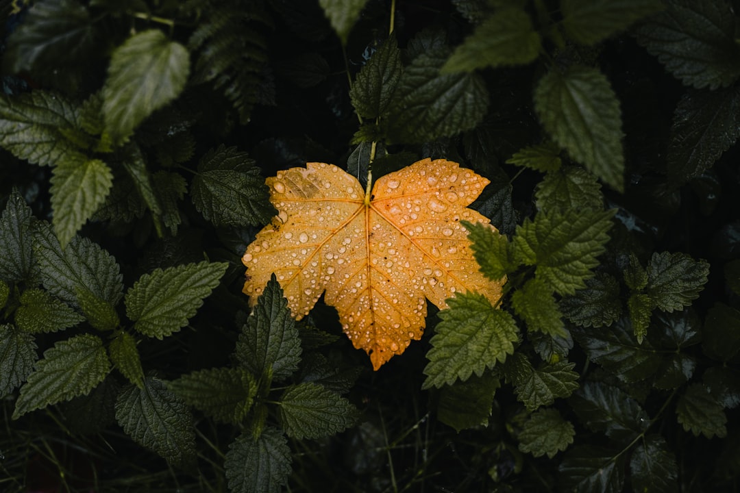 A yellow maple leaf is adorned with raindrops, nestled among green leaves.