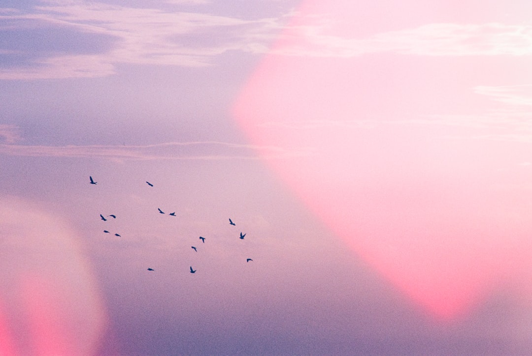 A flock of birds soars through a pink and purple sky.
