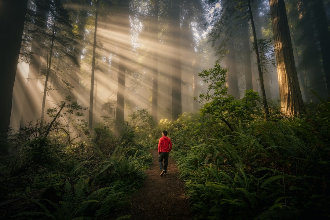 A lone figure in a red jacket walks down a dirt path in a misty forest.