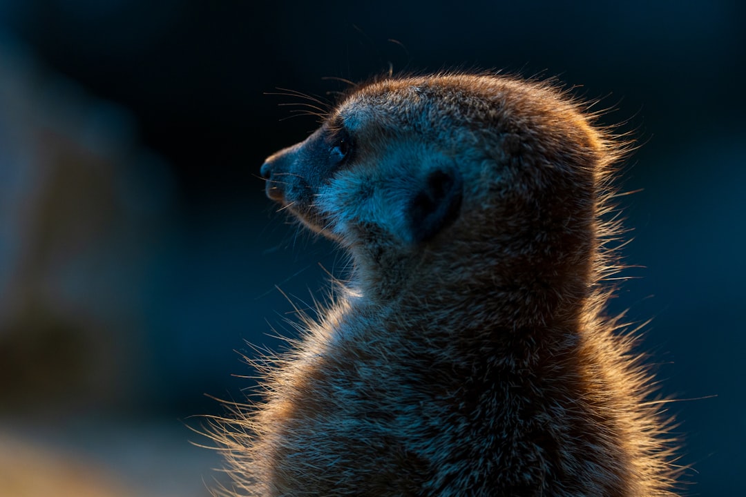 A meerkat stands upright, its head turned to the left, with a dark background and a blurred foreground.