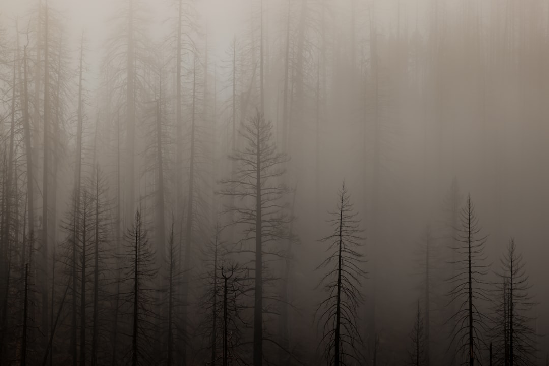 Dense fog envelops bare, skeletal trees in a haunting, eerie landscape.