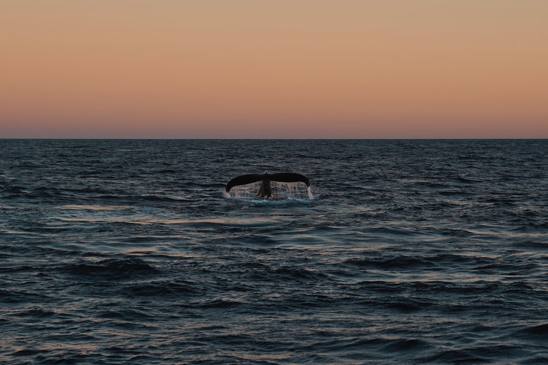 A whale's tail breaks the surface of the water, set against a backdrop of dark, choppy waters and a vibrant sunset sky.