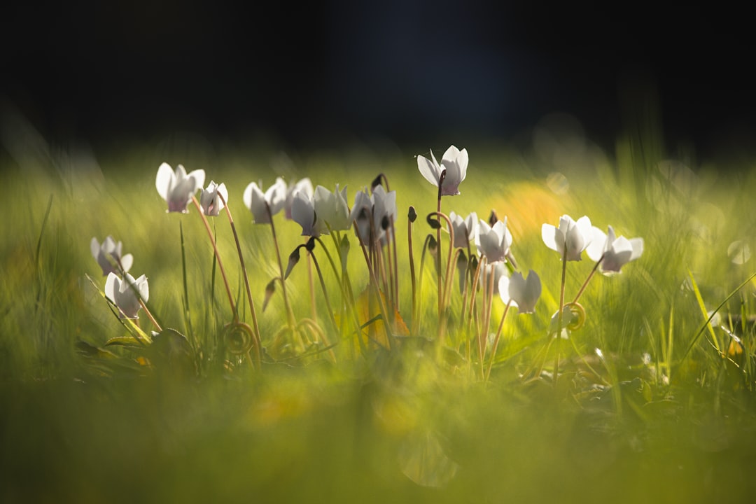 A cluster of white flowers stands tall in a lush, vibrant green grassy field.