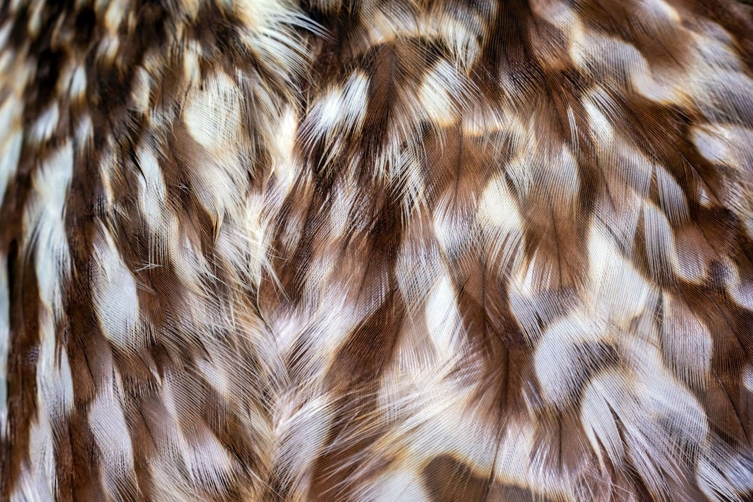 A close-up of brown and white feathers with a subtle sheen.