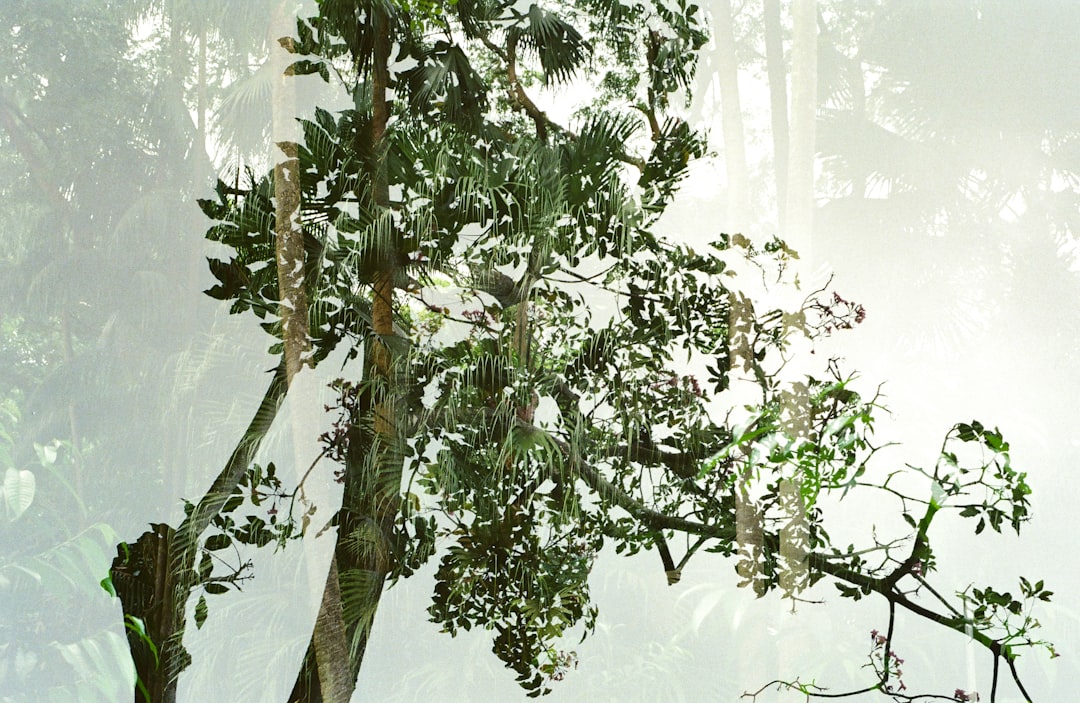 A lush tree stands tall, its leaves a vibrant green, set against a backdrop of dense foliage.