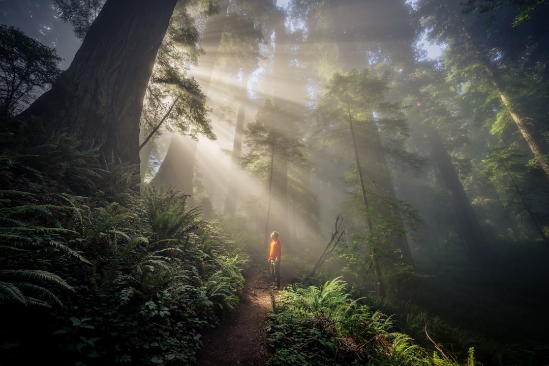 A lone figure stands at the end of a dirt path, surrounded by towering trees and lush greenery.