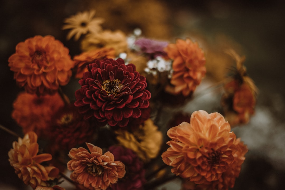 Vibrant orange and dark red flowers bloom in a lush, natural setting.