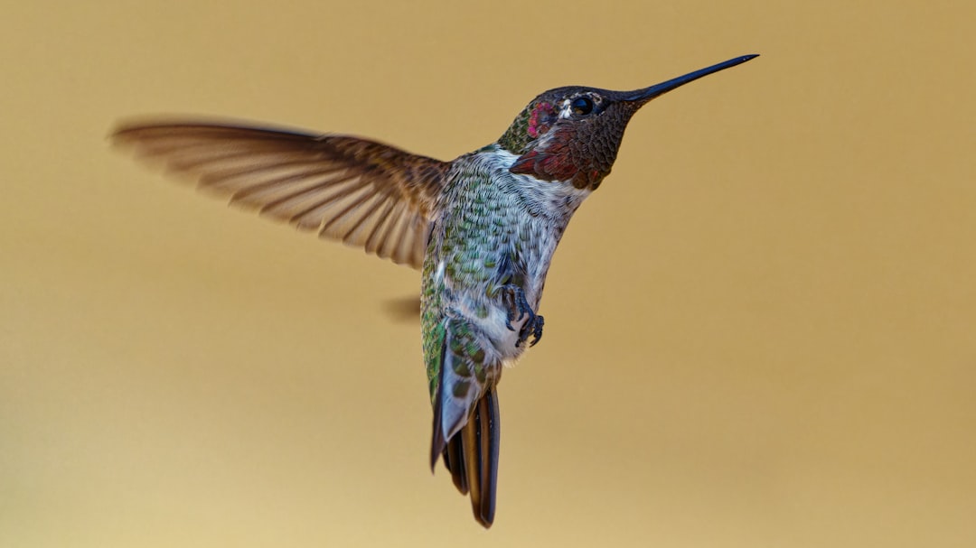 A hummingbird in flight, its wings spread wide.