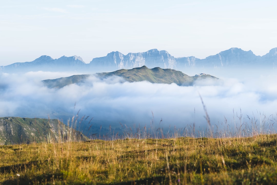 Misty mountains rise above a lush, yellow-green field.