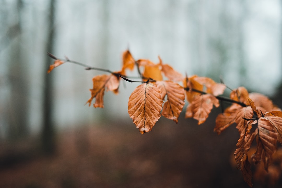 A branch with orange leaves extends into a blurred forest, evoking a sense of autumnal tranquility.