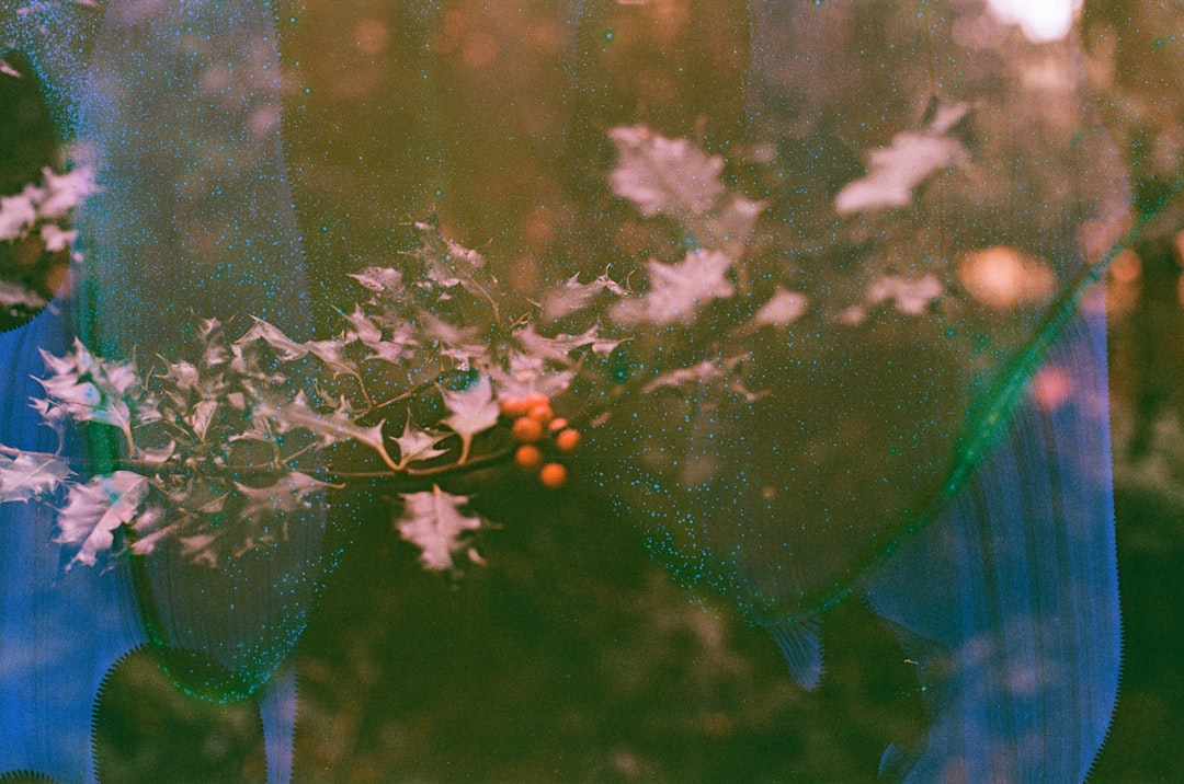A holly branch with white leaves and red berries is held by a person in a blue sweater.