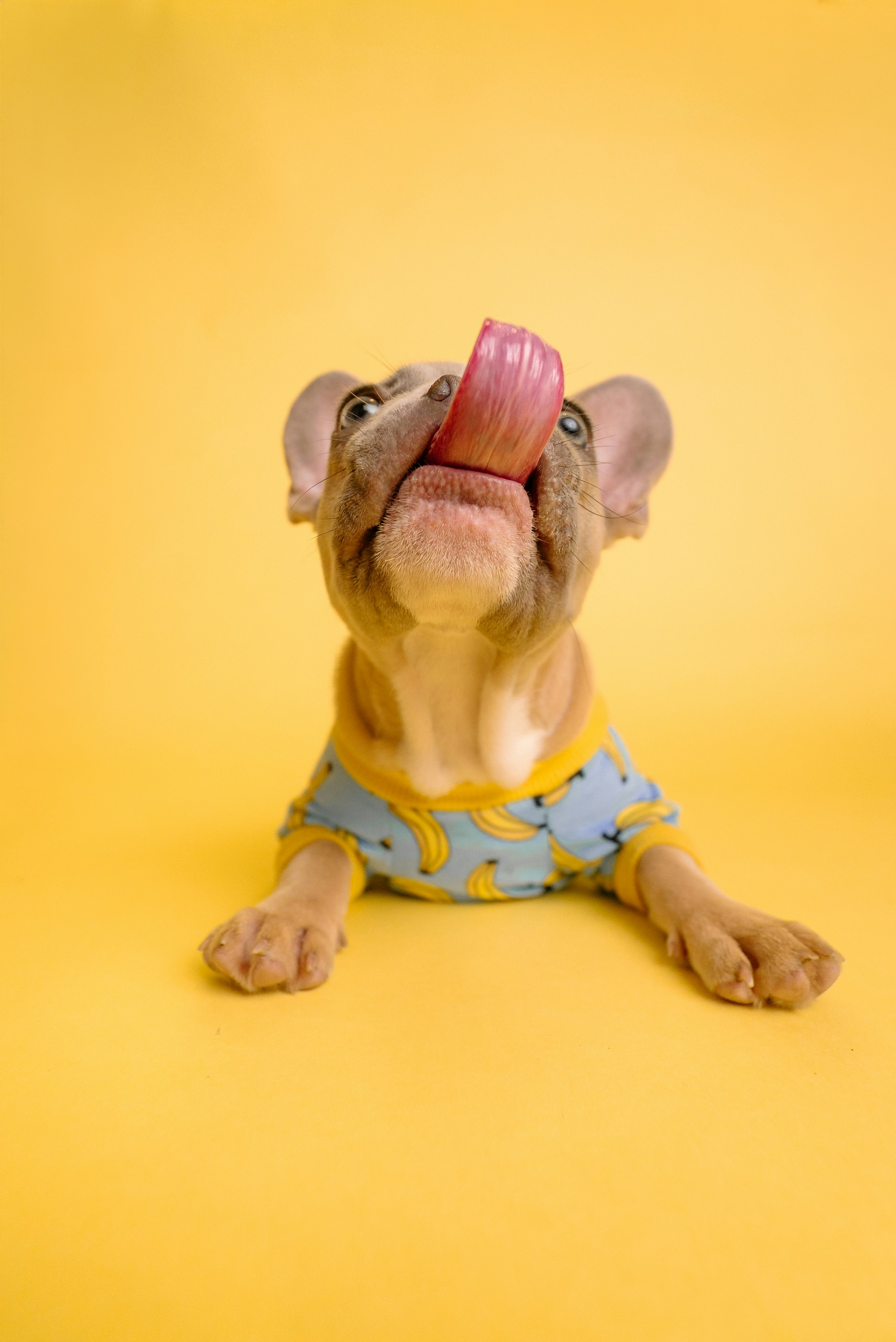 A puppy is wearing a banana-print shirt.