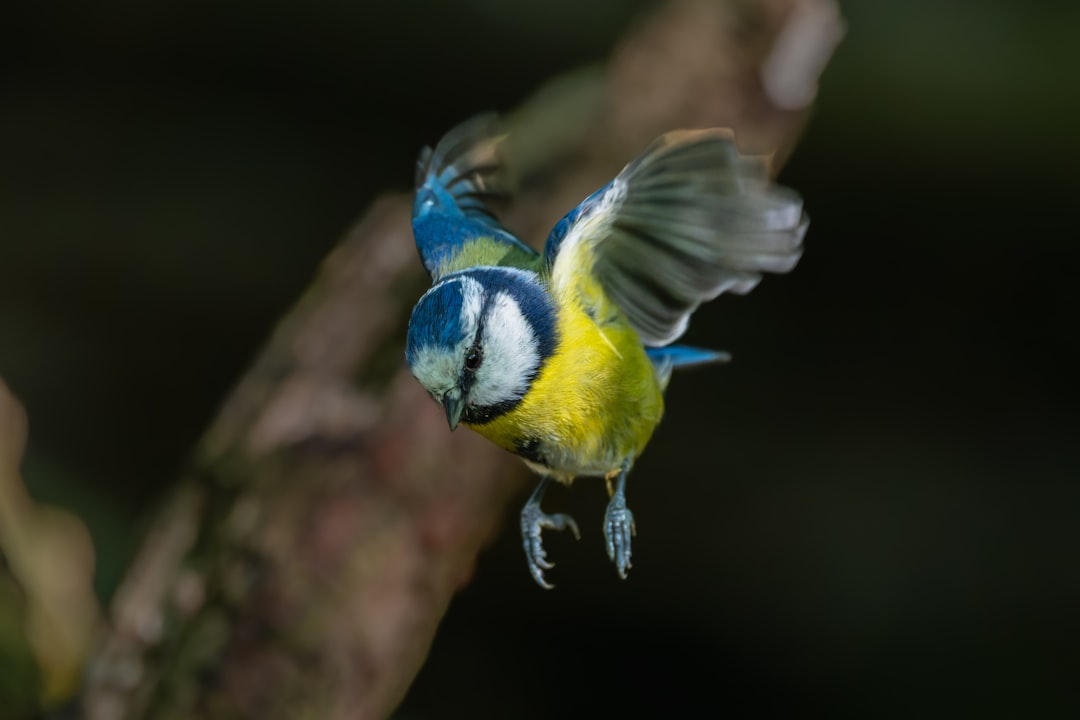 A small yellow and blue bird in flight, with wings spread wide.