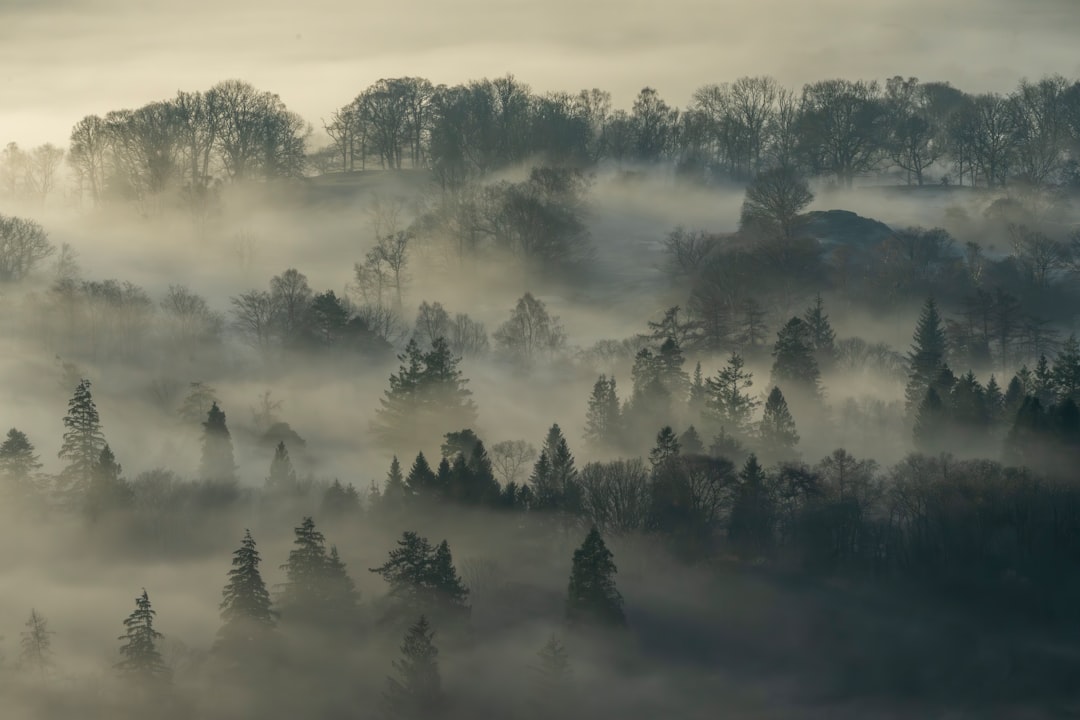 Misty mountains are shrouded in a thick, gray fog.