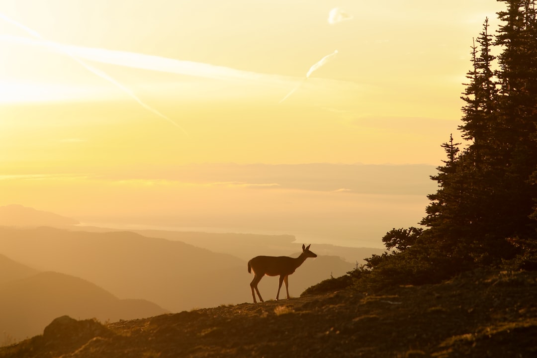A silhouette of a deer stands atop a hill, gazing out at a breathtaking sunset.